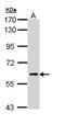 PX Domain Containing Serine/Threonine Kinase Like antibody, PA5-29369, Invitrogen Antibodies, Western Blot image 