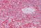 Clathrin Light Chain A antibody, MBS243855, MyBioSource, Immunohistochemistry paraffin image 