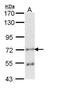 Protein Kinase C Theta antibody, PA5-29028, Invitrogen Antibodies, Western Blot image 