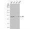 Dihydrolipoamide Branched Chain Transacylase E2 antibody, NBP1-31760, Novus Biologicals, Western Blot image 