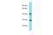 Helt BHLH Transcription Factor antibody, A11903, Boster Biological Technology, Western Blot image 