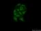 RNA Binding Motif Protein 7 antibody, 21896-1-AP, Proteintech Group, Immunofluorescence image 