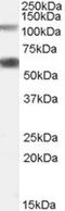 O-Linked N-Acetylglucosamine (GlcNAc) Transferase antibody, PA5-18658, Invitrogen Antibodies, Western Blot image 