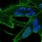 Ankyrin Repeat Family A Member 2 antibody, HPA065263, Atlas Antibodies, Immunofluorescence image 