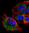 Mitochondrial Ribosomal Protein L28 antibody, LS-C158300, Lifespan Biosciences, Immunofluorescence image 