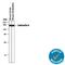 Contactin 6 antibody, AF5890, R&D Systems, Western Blot image 