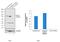 Signal Transducer And Activator Of Transcription 5A antibody, 33-5900, Invitrogen Antibodies, Western Blot image 