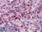 Secernin 2 antibody, LS-B5308, Lifespan Biosciences, Immunohistochemistry frozen image 