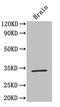 Coagulation Factor III, Tissue Factor antibody, A50217-100, Epigentek, Western Blot image 