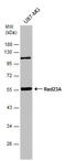 RAD23 Homolog A, Nucleotide Excision Repair Protein antibody, GTX102032, GeneTex, Western Blot image 