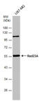 UV excision repair protein RAD23 homolog A antibody, GTX102032, GeneTex, Western Blot image 