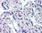 Serine/Threonine Kinase 17a antibody, 51-541, ProSci, Immunohistochemistry paraffin image 