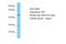 Interferon Regulatory Factor 7 antibody, ARP38415_P050, Aviva Systems Biology, Western Blot image 