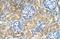 Transmembrane 9 Superfamily Member 1 antibody, NBP1-69486, Novus Biologicals, Immunohistochemistry frozen image 