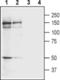  antibody, PA5-77436, Invitrogen Antibodies, Western Blot image 