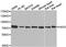 Hyaluronan Synthase 3 antibody, PA5-76964, Invitrogen Antibodies, Western Blot image 