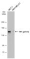 Tripartite Motif Containing 33 antibody, GTX131686, GeneTex, Western Blot image 