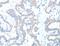 ADAM Metallopeptidase Domain 17 antibody, LS-C401181, Lifespan Biosciences, Immunohistochemistry frozen image 