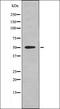 RXR alpha antibody, orb335882, Biorbyt, Western Blot image 