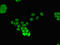 Forkhead Box Q1 antibody, LS-C677978, Lifespan Biosciences, Immunofluorescence image 