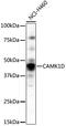 Calcium/Calmodulin Dependent Protein Kinase ID antibody, 19-492, ProSci, Western Blot image 