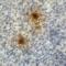 T Cell Immunoreceptor With Ig And ITIM Domains antibody, SD8830, ProSci, Immunohistochemistry paraffin image 
