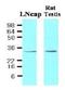 STEAP Family Member 1 antibody, NBP1-07094, Novus Biologicals, Western Blot image 