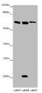 Serum Response Factor antibody, CSB-PA02857A0Rb, Cusabio, Western Blot image 