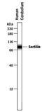 Sortilin 1 antibody, PA5-47462, Invitrogen Antibodies, Western Blot image 