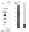 KIAA1027 antibody, HPA004748, Atlas Antibodies, Western Blot image 