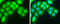 Nuclear Receptor Subfamily 1 Group D Member 1 antibody, GTX113904, GeneTex, Immunofluorescence image 