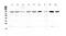 PR/SET Domain 1 antibody, PA5-79861, Invitrogen Antibodies, Western Blot image 