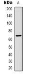 Albumin antibody, LS-C413503, Lifespan Biosciences, Western Blot image 