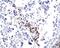Ribonuclease A Family Member 3 antibody, orb13385, Biorbyt, Immunohistochemistry paraffin image 