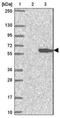 Ectodysplasin A Receptor antibody, NBP1-84081, Novus Biologicals, Western Blot image 