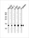 Chondromodulin antibody, orb373442, Biorbyt, Western Blot image 