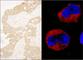 ABL Proto-Oncogene 1, Non-Receptor Tyrosine Kinase antibody, A301-661A, Bethyl Labs, Immunocytochemistry image 