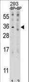 Epstein-Barr Virus Induced 3 antibody, LS-C157700, Lifespan Biosciences, Western Blot image 