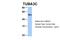 Tubulin alpha-3C/D chain antibody, 30-910, ProSci, Western Blot image 