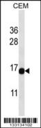 Proline Rich 15 Like antibody, 56-954, ProSci, Western Blot image 