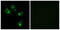 Microtubule Associated Serine/Threonine Kinase Family Member 4 antibody, GTX87899, GeneTex, Immunocytochemistry image 