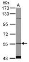 Cytidine And DCMP Deaminase Domain Containing 1 antibody, NBP2-14906, Novus Biologicals, Western Blot image 