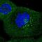 Interferon Induced Protein With Tetratricopeptide Repeats 5 antibody, PA5-66464, Invitrogen Antibodies, Immunofluorescence image 