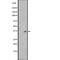 Olfactory Receptor Family 4 Subfamily F Member 21 antibody, abx147608, Abbexa, Western Blot image 