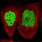 JunB Proto-Oncogene, AP-1 Transcription Factor Subunit antibody, NBP1-89544, Novus Biologicals, Immunocytochemistry image 