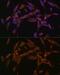 Ubiquitin Conjugating Enzyme E2 O antibody, GTX35205, GeneTex, Immunocytochemistry image 