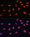 Bromodomain Adjacent To Zinc Finger Domain 2A antibody, 18-014, ProSci, Immunofluorescence image 