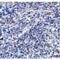 ORAI Calcium Release-Activated Calcium Modulator 3 antibody, LS-C34691, Lifespan Biosciences, Immunohistochemistry frozen image 