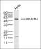 SPARC (Osteonectin), Cwcv And Kazal Like Domains Proteoglycan 2 antibody, orb158486, Biorbyt, Western Blot image 