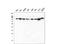 Tripartite Motif Containing 28 antibody, M00409-2, Boster Biological Technology, Western Blot image 